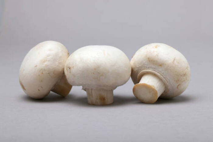 White Button Mushroom 1