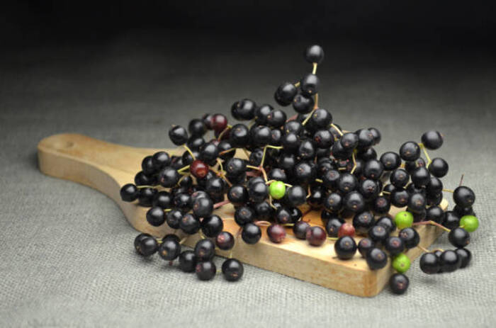 Quando Possono Mangiare i Bambini i Sambuchi?