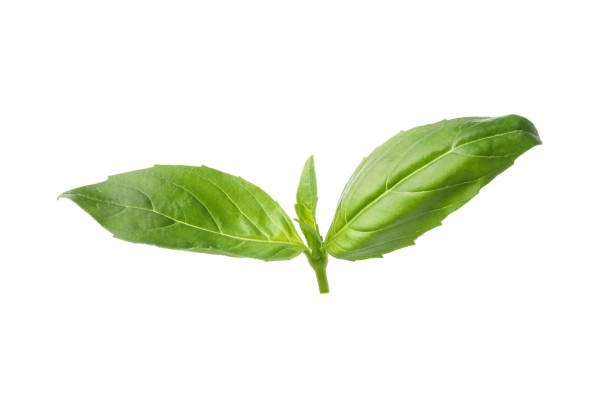 Basil