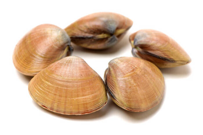 Clams 2
