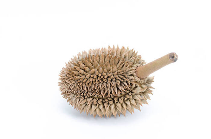 Quando possono i bambini mangiare il durian?