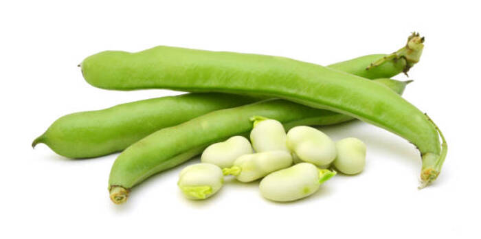 Fava Bean Broad Bean 1
