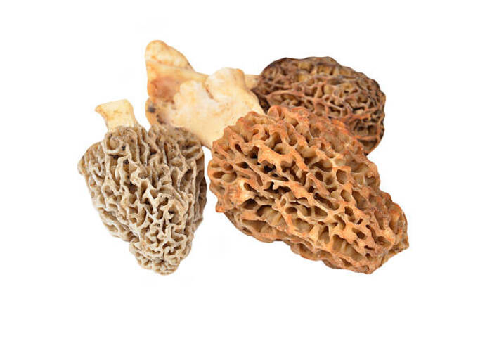 Quando possono i bambini mangiare i funghi spugnole?