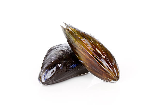 Quando possono i bambini mangiare le cozze?