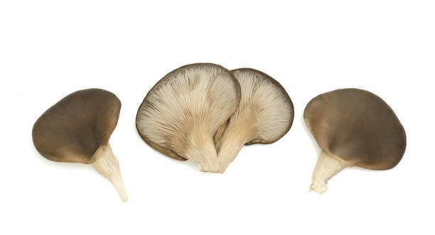 Quando Possono Mangiare i Funghi Ostrica i Bambini?