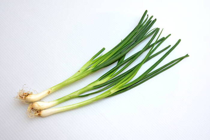 Scallion Green Onion 1