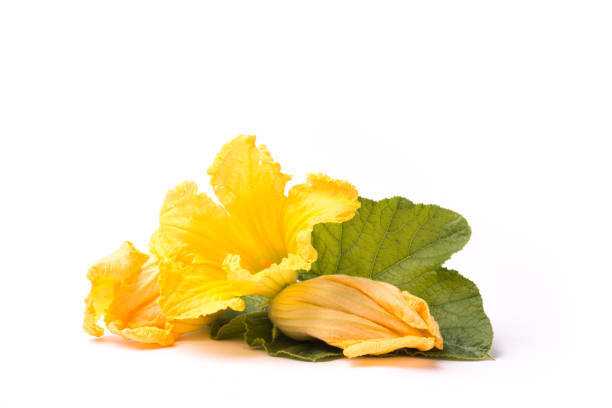 Squash Blossoms 1