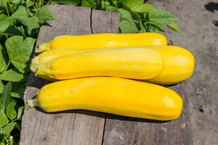 Summer Squash 1