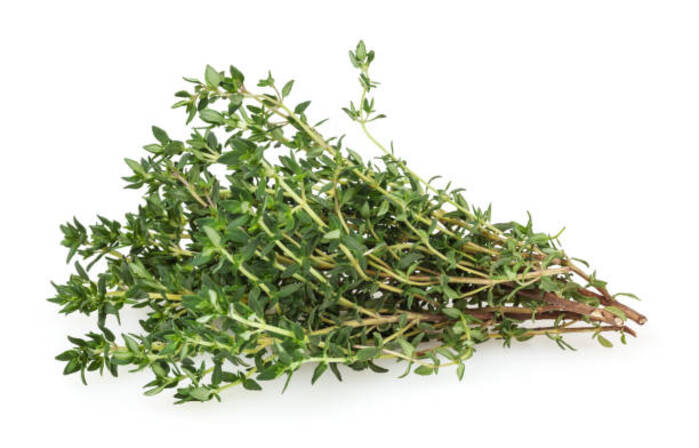 Thyme 1